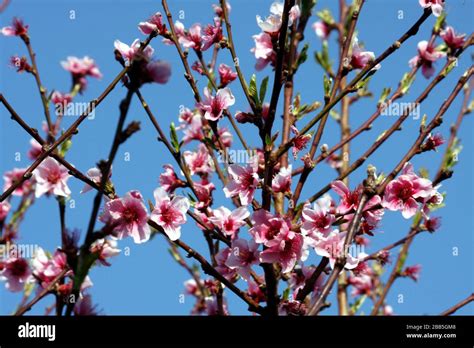 Albero di pesco in fiore