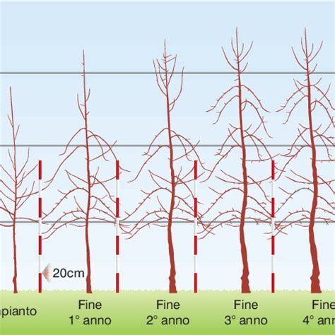 Schema di allevamento a fusetto di pesco