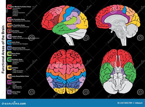 schema cerebrale con aree di focus evidenziate