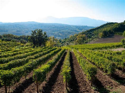 Vigneti della Campania con vista sul Monte Taburno