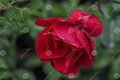 Una rosa rossa con gocce di rugiada