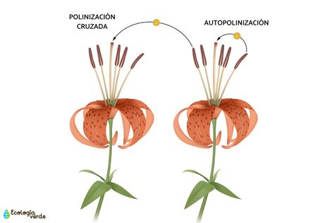 Diagramma che illustra i concetti di autogamia e allogamia