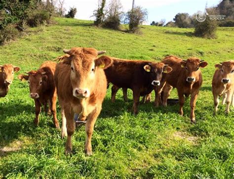 bovini al pascolo