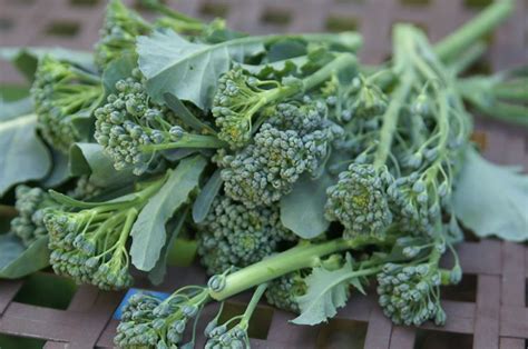 broccolo calabrese