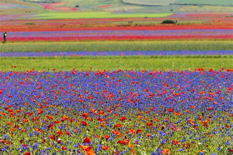 Fioritura dei campi di lenticchie a Castelluccio