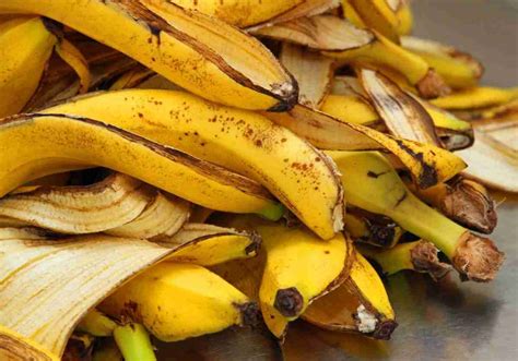 Compostiera domestica con bucce di banana