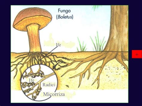 Schema della micorriza tra radici di albero e micelio fungino
