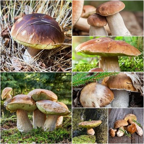 Piante micorizzate con funghi porcini