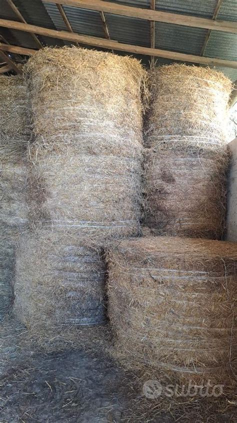 Balloni di paglia inoculati con micelio