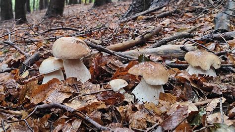 Scarti di funghi porcini sparsi sotto un albero