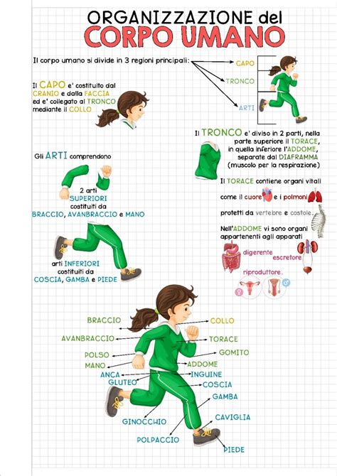 Schema del corpo umano con aree di applicazione dell'olio di mandorle per le smagliature