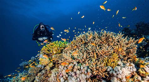 Barriera corallina a Marsa Alam
