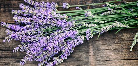 fiori di lillà e lavanda
