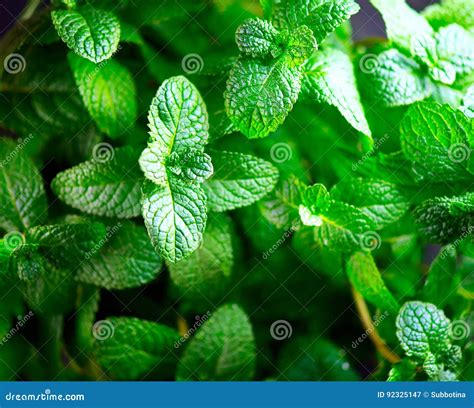 foglie di menta fresca