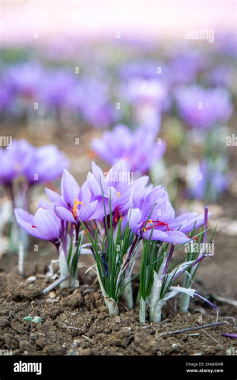 Campo di fiori di Crocus sativus in fioritura