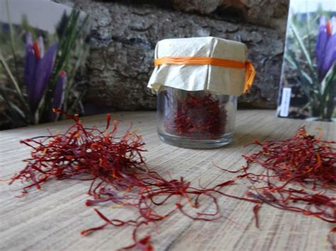 Dettaglio della raccolta manuale degli stimmi di zafferano