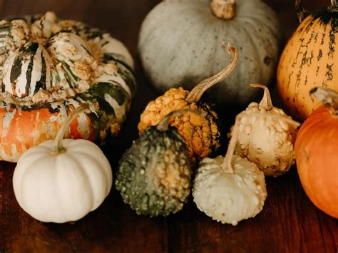 Illustrazione di diverse zucche ornamentali