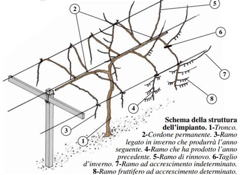 Diagramma che illustra le diverse tecniche di potatura del kiwi