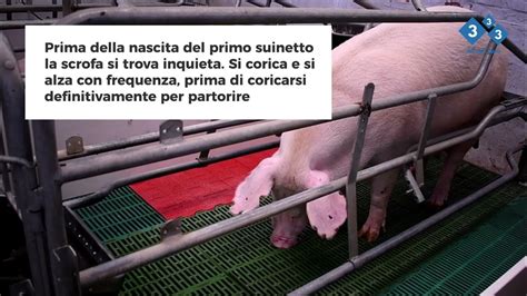 Scrofa in gabbia per la riproduzione