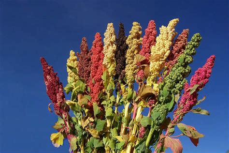 Pianta di Quinoa