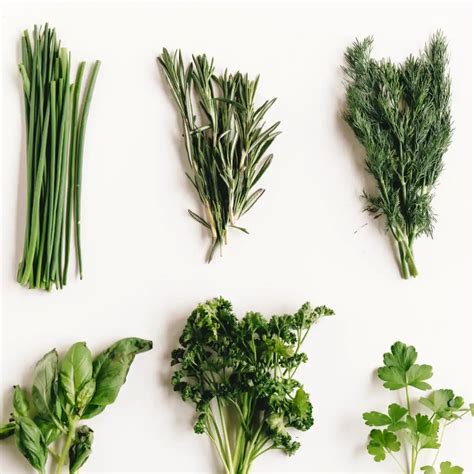 Erbe aromatiche mediterranee