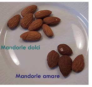 Mandorle amare e dolci a confronto