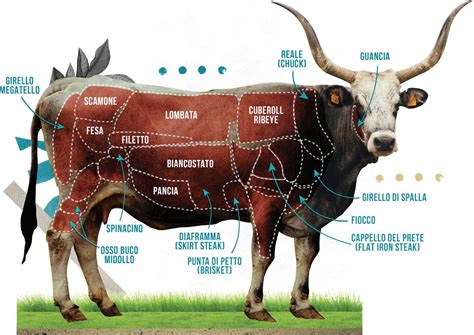 Diagramma che mostra le diverse parti della coda di manzo