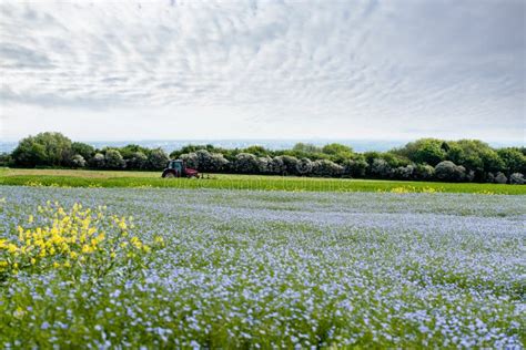 Campi di roveja in fiore