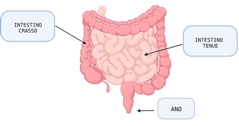Schema che illustra i fattori che causano l'intestino permeabile