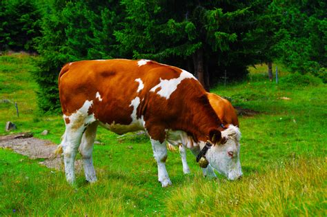 Mucca al pascolo in Baviera