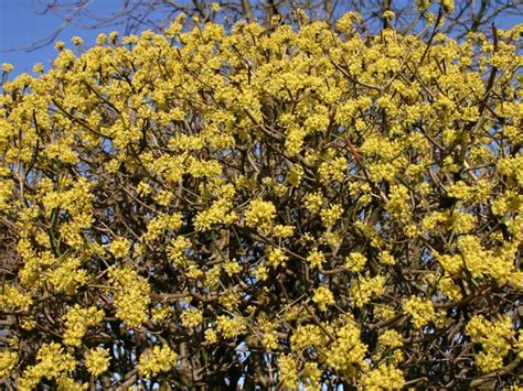 Arbusto di Cornus mas in fiore