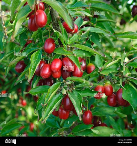 Legno di Cornus mas