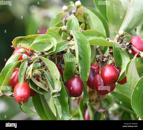 Frutti maturi di Cornus mas
