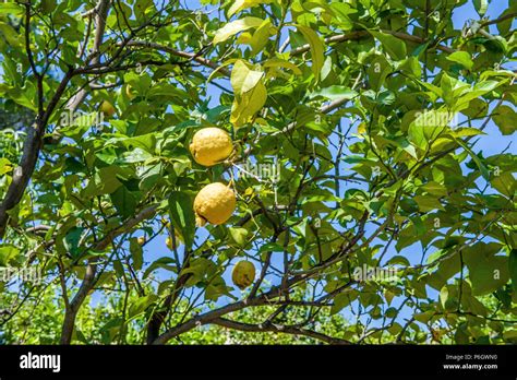 Paesaggio ligure con alberi di limoni