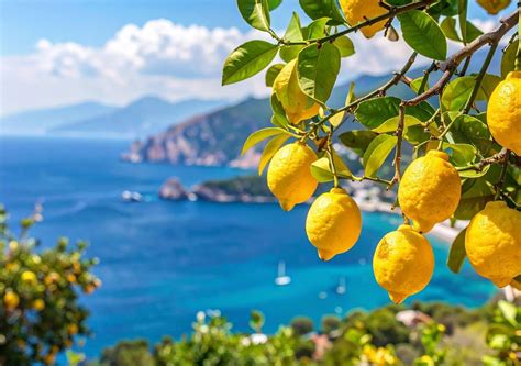 Campo di limoni baciato dal sole