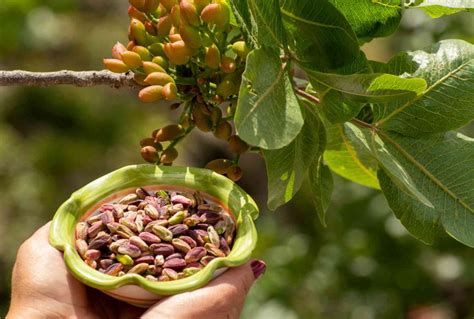 Campo di pistacchi in Sicilia