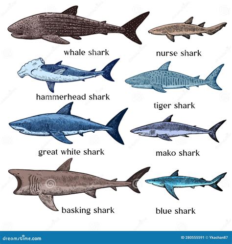Illustrazione di diversi tipi di squali