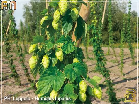 Fiori di luppolo Goldings e Fuggle