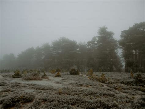 Paesaggio boschivo arido con terreno screpolato