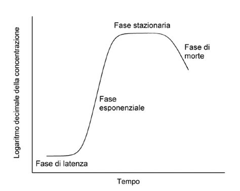 Diagramma di un substrato per funghi con crescita laterale