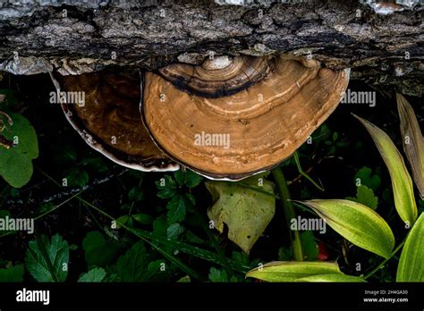 Corpo fruttifero di un fungo lignicolo a mensola su un tronco d'albero
