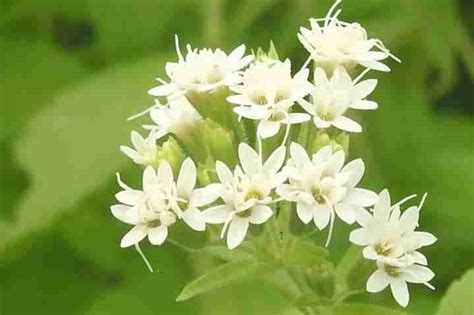pianta di stevia e fiori di cocco