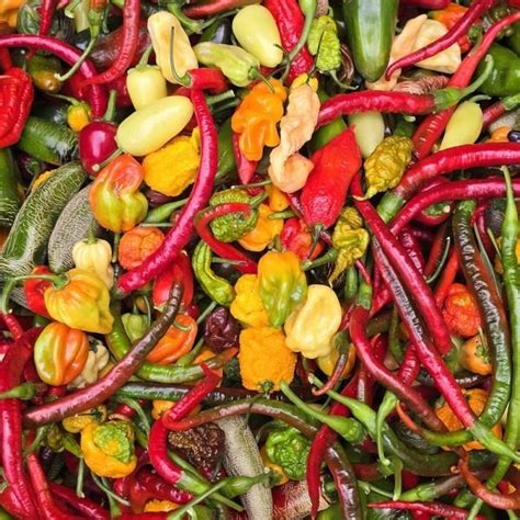 Peperoncini freschi di vari colori