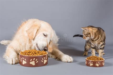 cane e gatto che mangiano insieme