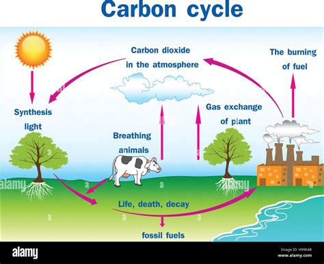 Diagramma del ciclo del carbonio