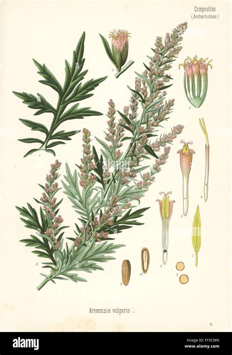 Illustrazione botanica di Artemisia vulgaris
