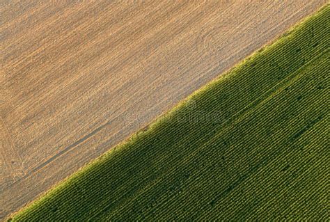 Campo di mais dorato al tramonto