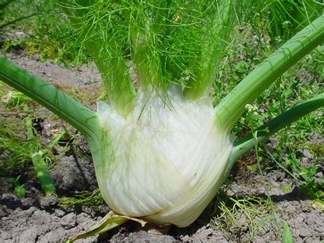 Pianta di finocchio con i suoi semi