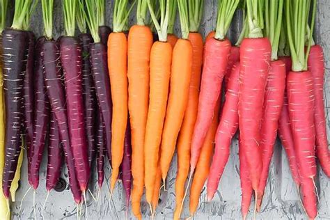 Carote viola fresche con diverse sfumature