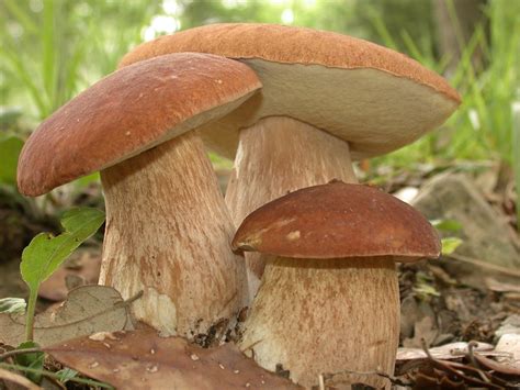 Boletus aestivalis